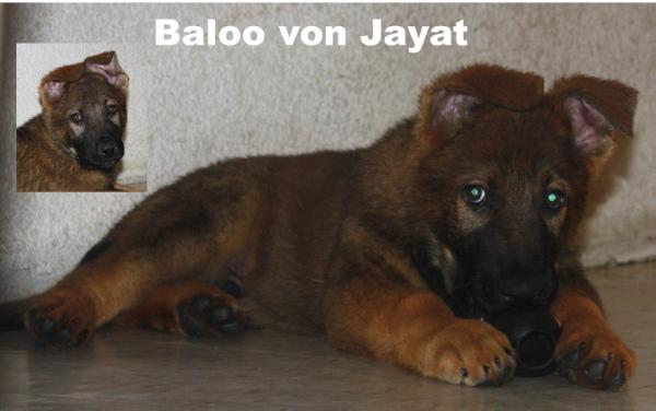Baloo vom Jayat