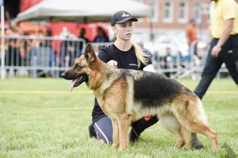 V Alba Vom Baerenwald