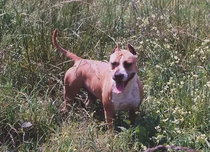 ATAXIA CLEAR CH Chronos The Fifth Element