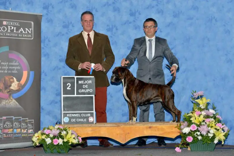 Multi Champion Goya vd Andenbrucke