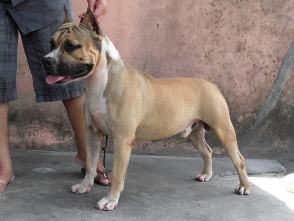 Mallabrigo & Casubra Gold Point