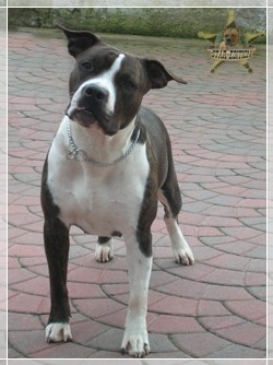 lievore edition nike