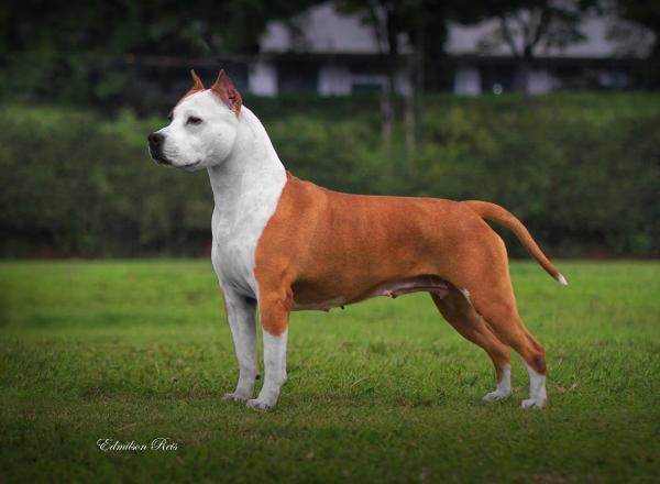 Devassa RD Line Of Gold Wytorias Kennel