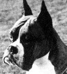 DUTCH CH. Fausto