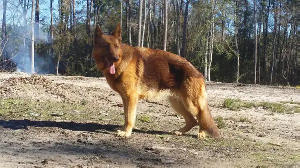 Melly Vom haus loyal gsd