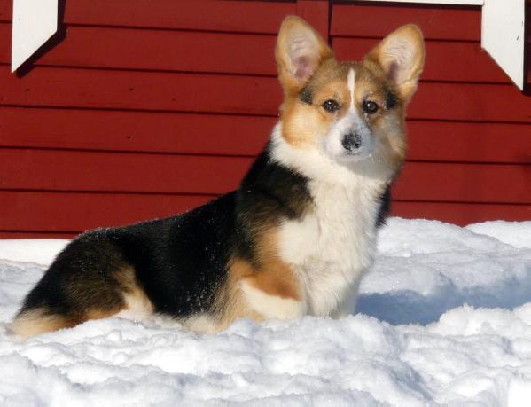 Chanel Cосо Iz Doma Vengre