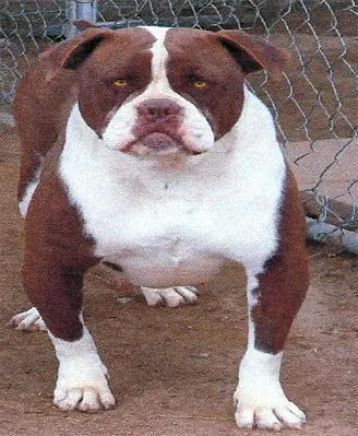 CRK's Coffee Brown PH-0.38/0.40