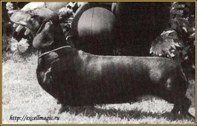 Sunhaze Surprise Surprise