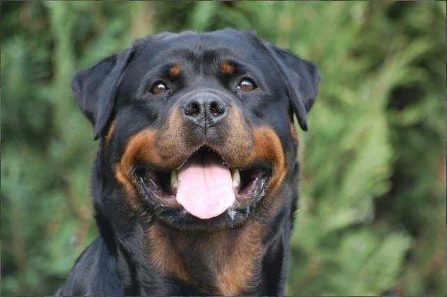 Anne vom Haus Rosenberger