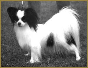 Lamonia's Goldie Hawn