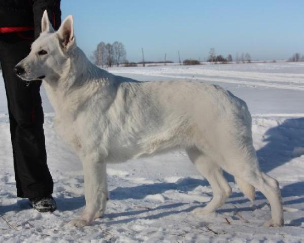 Akatava Mariy El Iz Serebristoy Gavani