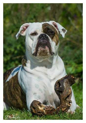 Shetan Bulls That`s My Feya