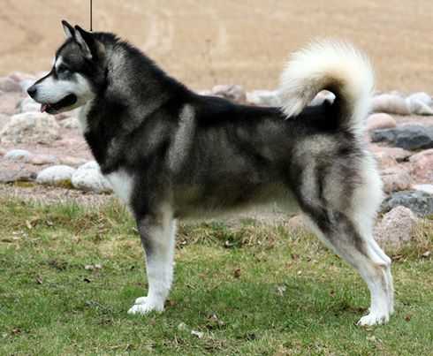 FI ch Icy Star's Need No Speed Limit