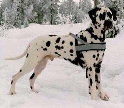 Timanka's Goodness Knows