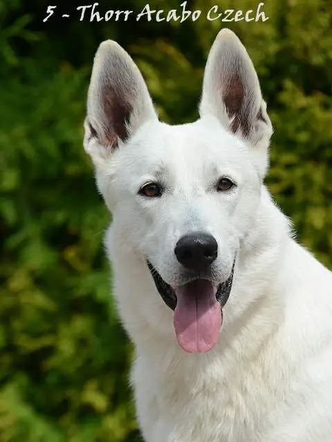 Thorr Acabo Czech