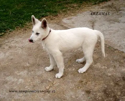 Arzamas Bohemia Star Moraveč