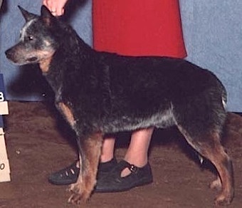 CH (US) Duwest's Ollieollieincomefree