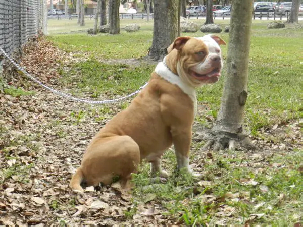 Byfb Lyca of QualityBullys