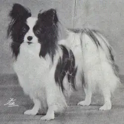 D'Artagnan of Divelish