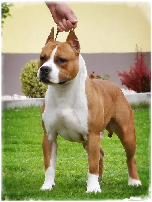 SbigStaff Mr.Captain Jack