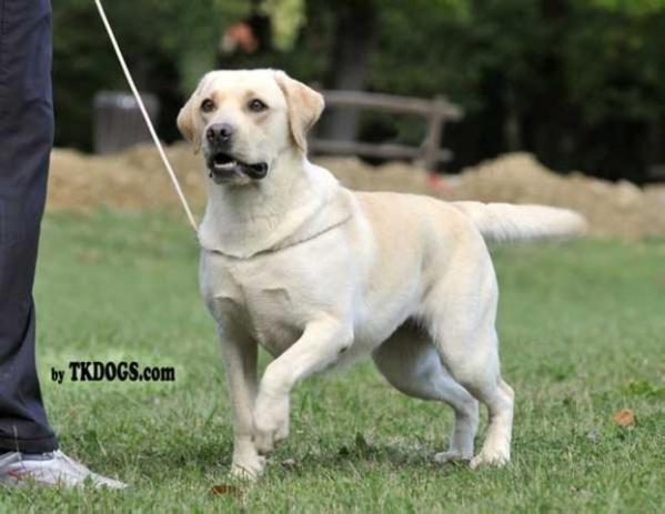 MULTI.INT.CH L-Snoopy's Gang Do Sol d'Arena