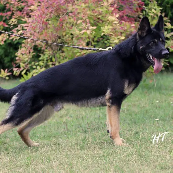 Murphy vom Fürstentum Kaunitz