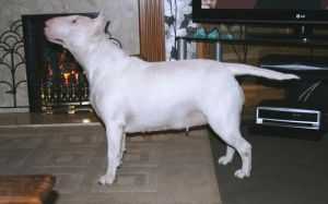 PAPARAAZI PURE MAGIC