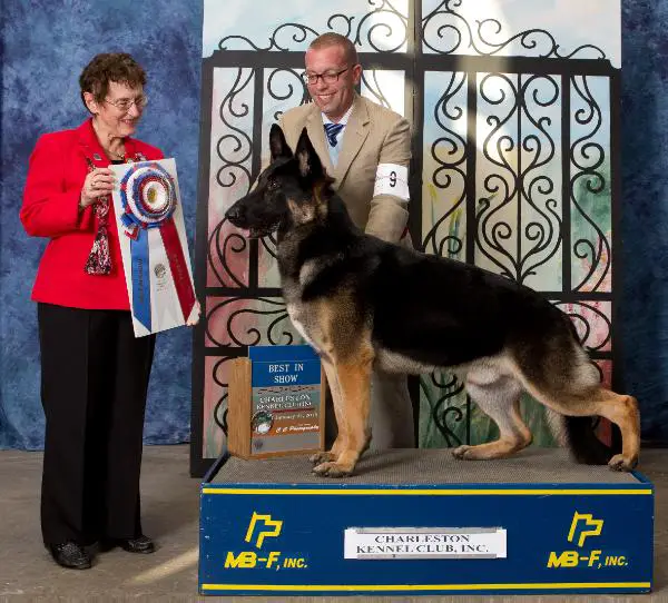 GCH Autumn's Stone Ridge Mojo