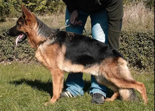 SG Bax von der Kwast