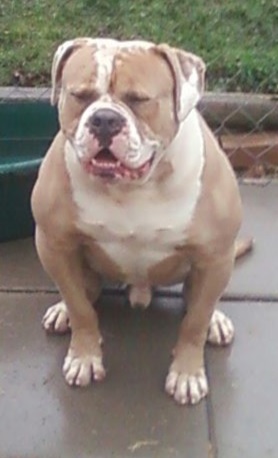 Sabk'S silver bullet
