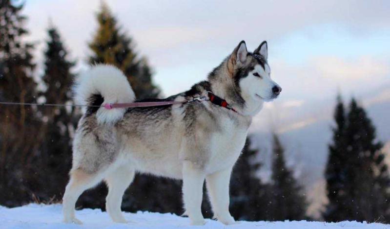 International Champion Fame of Arctic Snow Huk Amarok