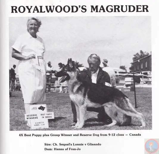 CH (US/CAN) Royalwood's Magruder