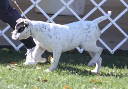 Nyga'S juliet of brave heart