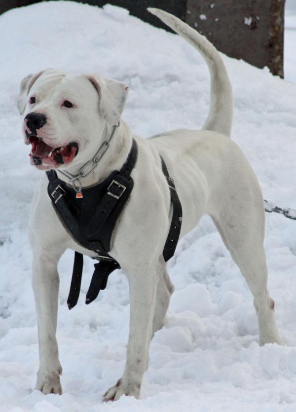 Churchill's Felicity