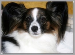 Irma Easy vom Cavalierchen