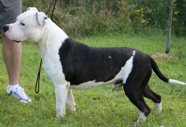 Scott’s American Hero