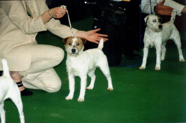 Guestwick April Skipper of Ratpack