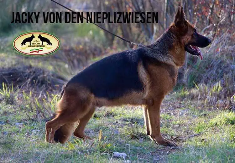 Jacky von den Nieplitzwiesen
