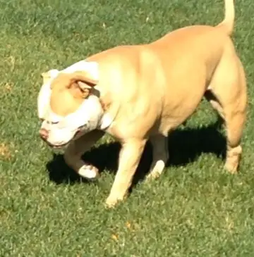 Chappell's Red Melody of Kog's Lady