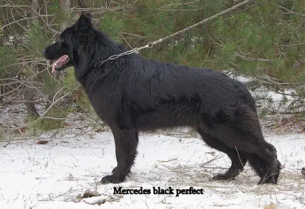 Mercedes black perfect