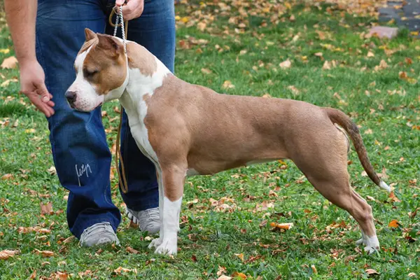 JCH.CH.GCH. SERBIA Arthesia All In One