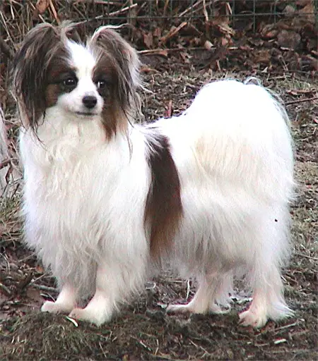 Caspian's Just An Illussion