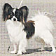 Caspian's Soya