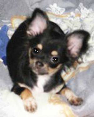 VOROLAIN SHOU YA ASYA