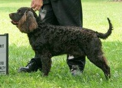GCH CH (AKC) Waterway Game Crk Ralphie Boy-How Sweet It Is!