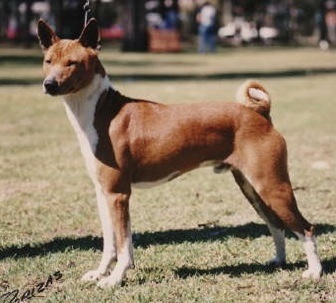 CH (AUST) Baagna Justa Fella