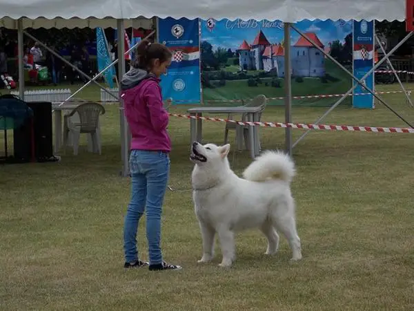 MCH, GCH, ICH, MCW Angelina Hajndlberg's Alaskan Malamutes