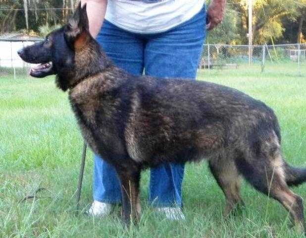 Buska Von Der Haus Tuc