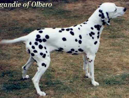 Organdie of Olbero