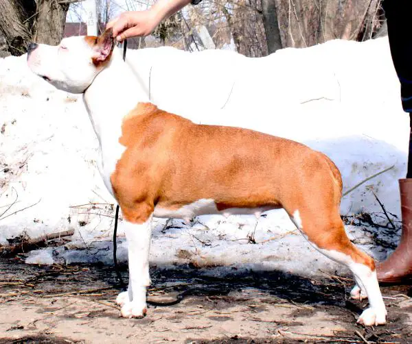 CH.RUS Style Smile Carry On